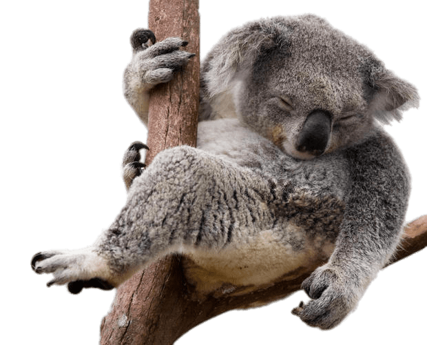 Napping Koala Bear In Eucalyptus Tree
