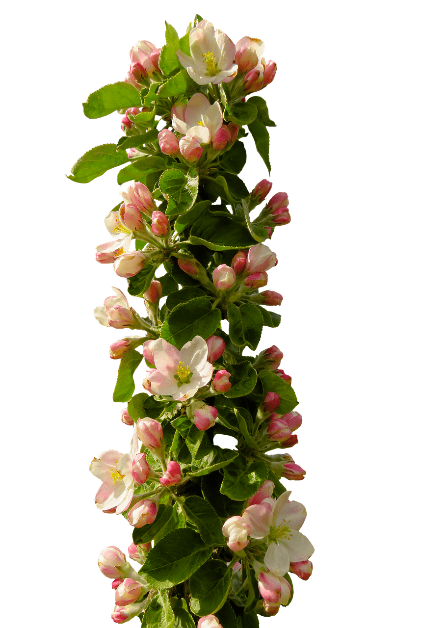 Spring Flower Composition