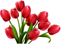 Rose Tulips