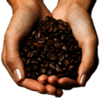 Coffee Beans In Hands