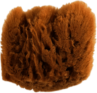 Natural Sponge
