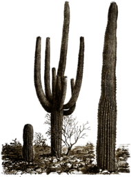 Cactus Illustration