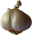 Garlic Single