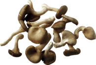 Collection Of Mushrooms