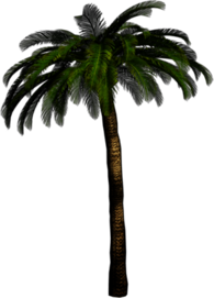 High Palm Tree