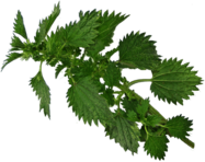 Nettle Branch