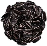Circular Pile Of Sunflower Seeds