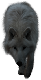 Wolf White