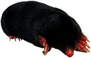 Black Mole