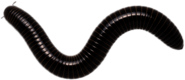 Giant Scrub Millipede