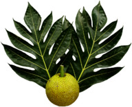 Breadfruit and Leaves