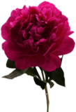 Fuchsia Peony
