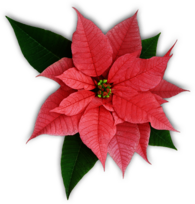 Pink Poinsettia