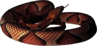Red Gold Snake
