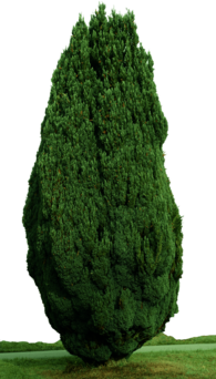 Cypress Tree