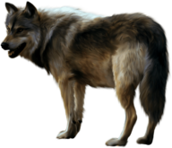 Wolf Sideview