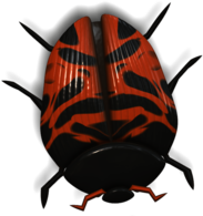 Ladybug Orange and Black Head Down