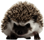 Hedgehog Front View