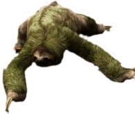 Sloth Looking Down