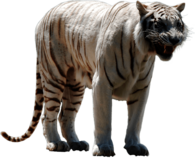 White Tiger Nervous