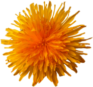 Dandelion Flower