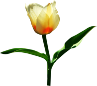 Single White Tulip