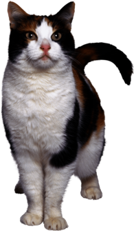 Cat Looking White Brown