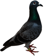 Pigeon Green Head