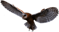 Owl Flying