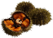 Three Sea Urchins