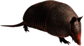 Armadillo
