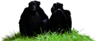 Chimpanzees Sitting on Grass