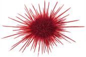 Red Sea Urchin Illustration