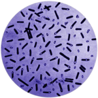Botulism Bacteria In A Petri Dish