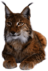 Lynx Close Up