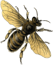 Bee Illustration
