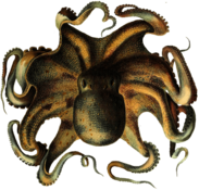 Retro Octopus Drawing