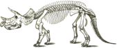 Dinosaur Triceratops Skeleton