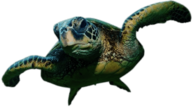 Sea Turtle Front View