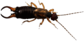 Earwig Top View