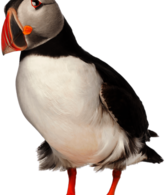 Adult Puffin