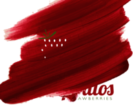 Sidiropoulos Strawberries