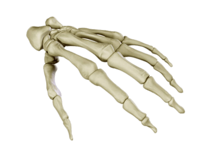 Bones Of the Hand