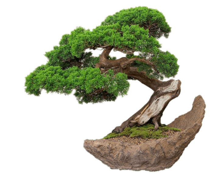 Bonsai on Stone Plate