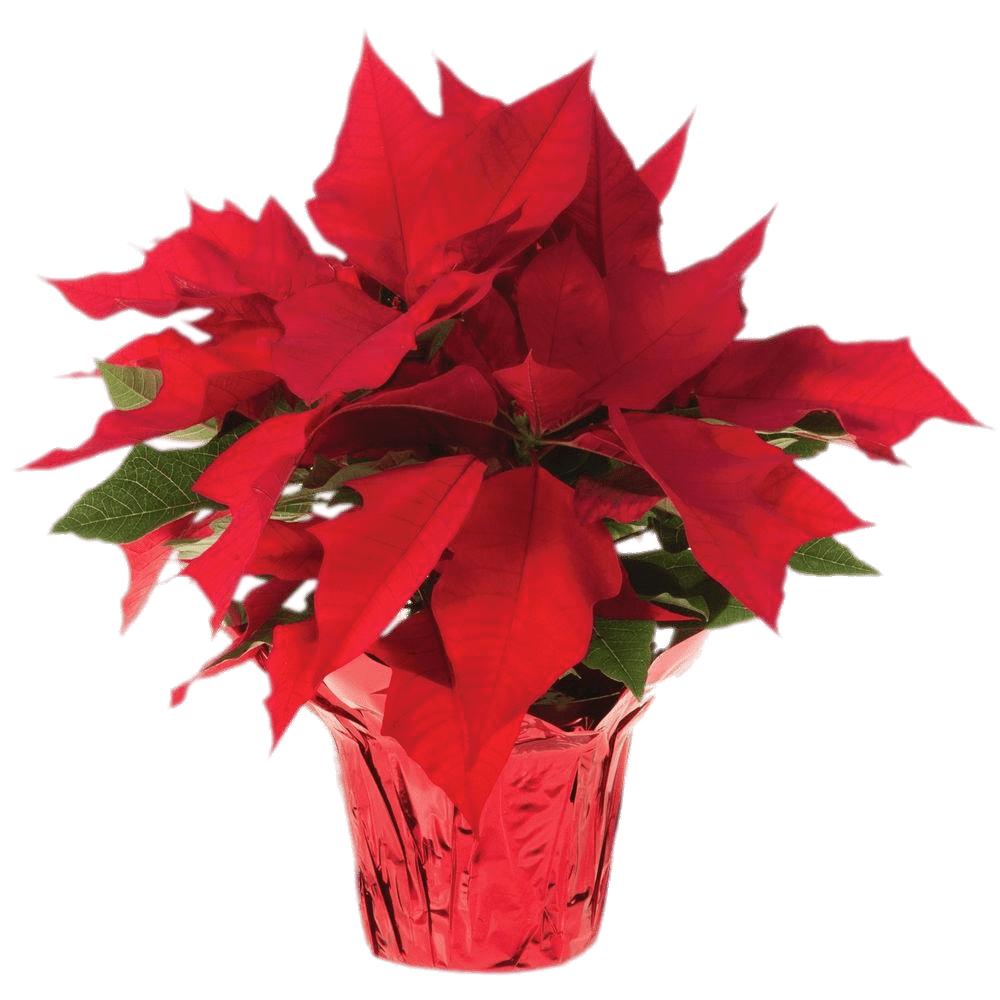 Pot Of Poinsettias