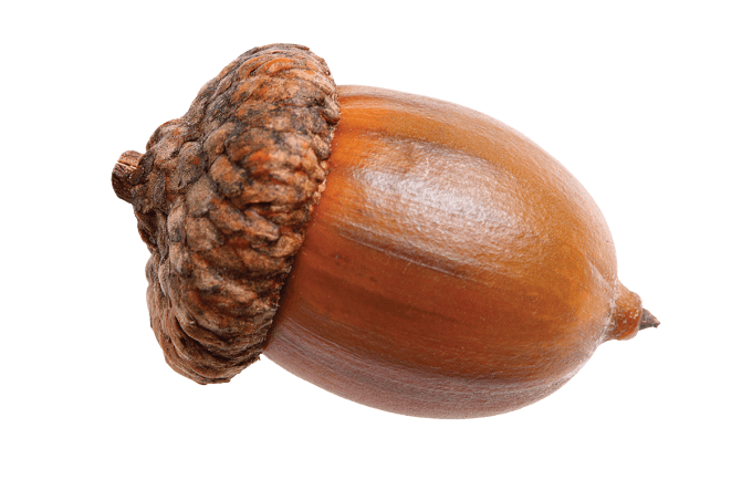 Single Acorn