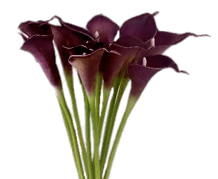 Purple Calla Lilies