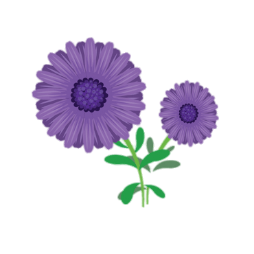 Aster Clipart