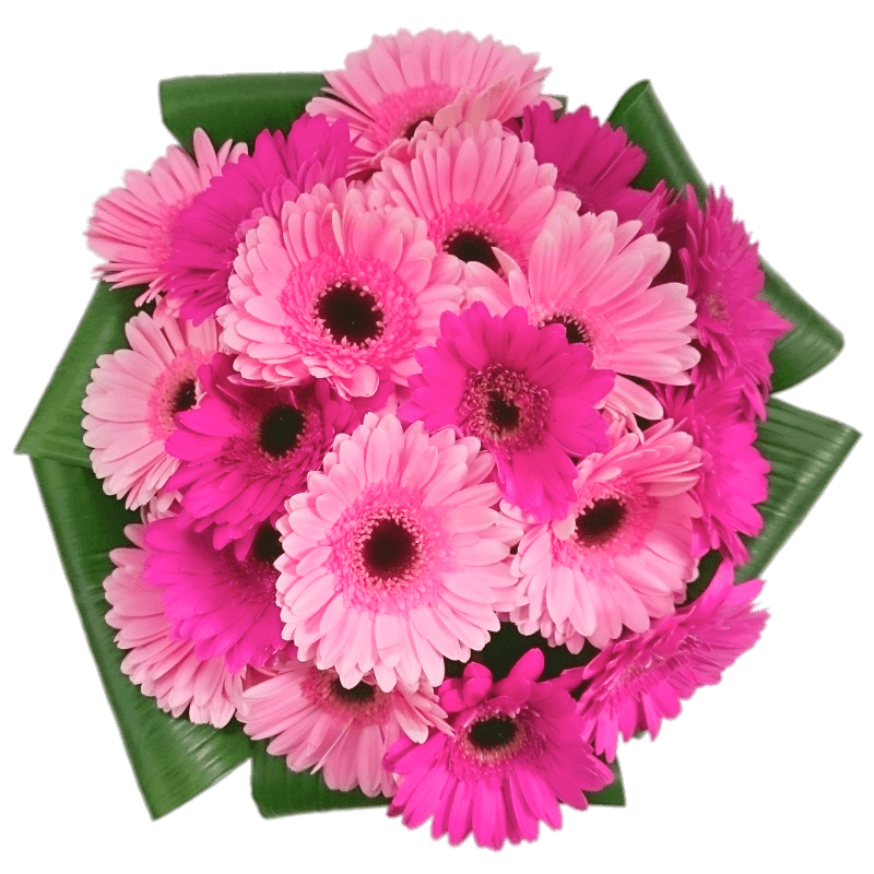 Pink Gerbera Bouquet