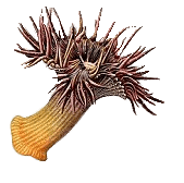 British Sea Anemone Drawing
